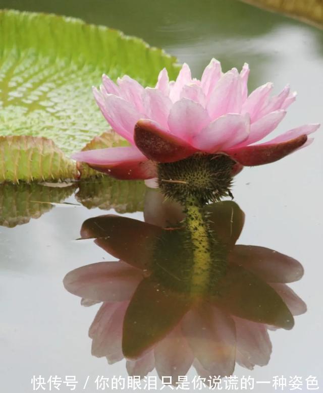 惹不起的花,叶子直径3米大,一片叶子盖住3个人