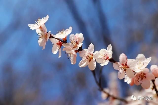 早春花枝俏，清水桃花朵朵开