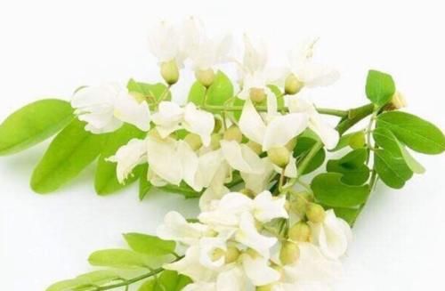 天然“救命菜”找到了,城里人天天喝,防止卵巢细菌感染!