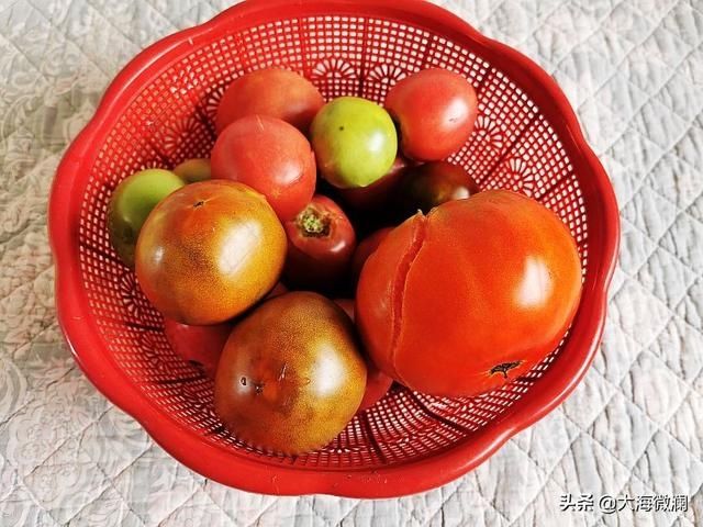 亲戚|姐的菜园喜获丰收，各式各样蔬菜都有，亲戚邻里大筐满小袋流