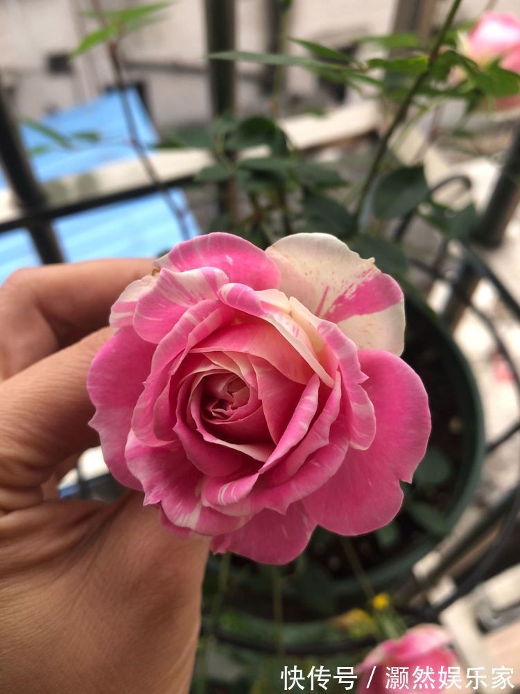 花盆|喜欢菊花,不如养盆“三角梅”,盛开的花盆,绚丽多姿