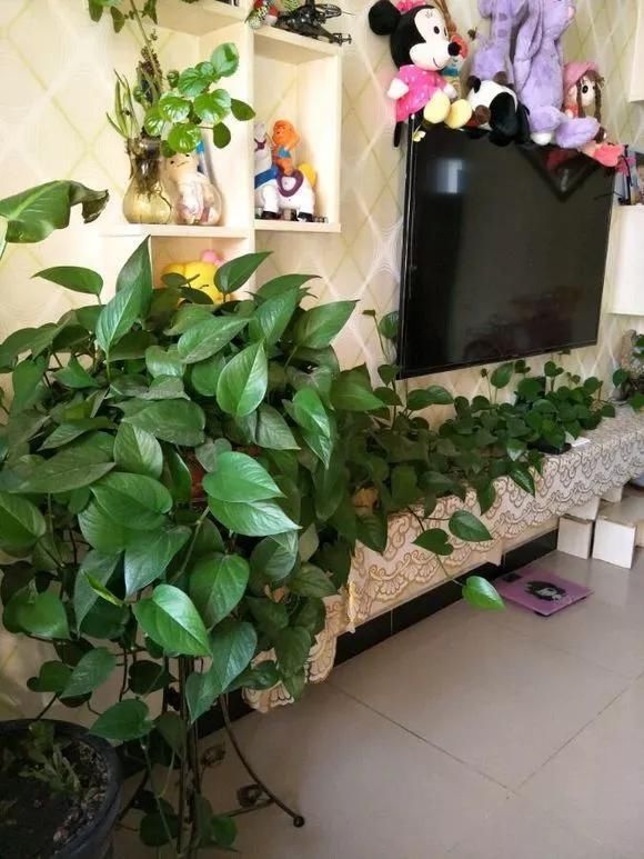 3种药片养花有“奇效”,浇水溶1片,叶绿根壮,比花肥厉害