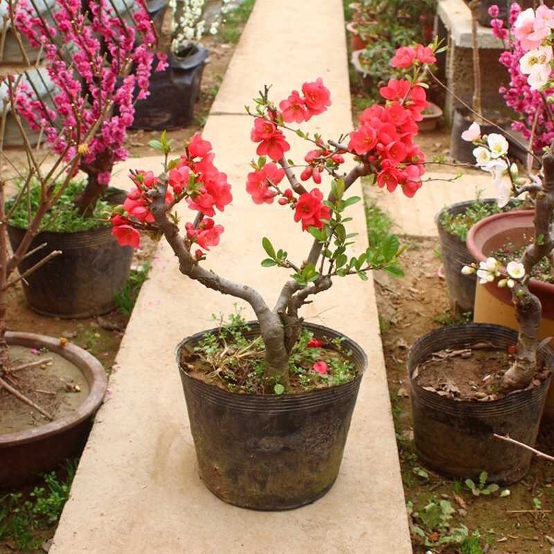 红花|1种“长寿花”可以做盆景,年年开红花,鲜艳芳香、越养越贵