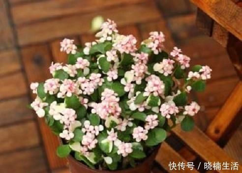 修剪|盆景太贵玩不起这花便宜得很,修修剪剪成老桩价值高