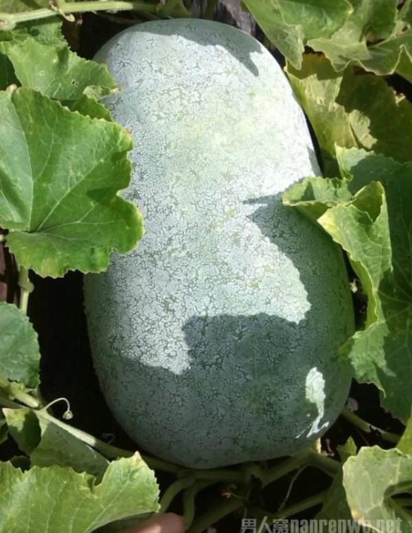 苦瓜|湿气重吃什么食物最好这3种不妨试一试帮你排出湿气