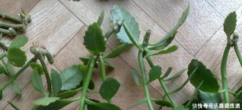 扦插|这3种花，再“便宜”都不要买了，只要一根“枝”，1盆变10盆