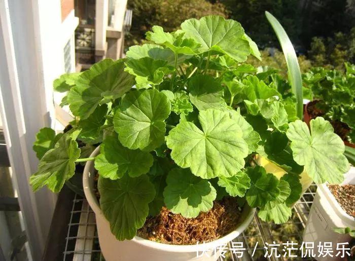 春天|9月给天竺葵剪个短发，过冬前就能窜叶子，明年春天开成大花球！