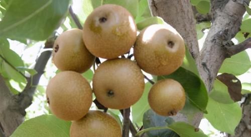 养胃|不想老太快，3种食物值得天天吃，健脾养胃，美容养颜、清新口气