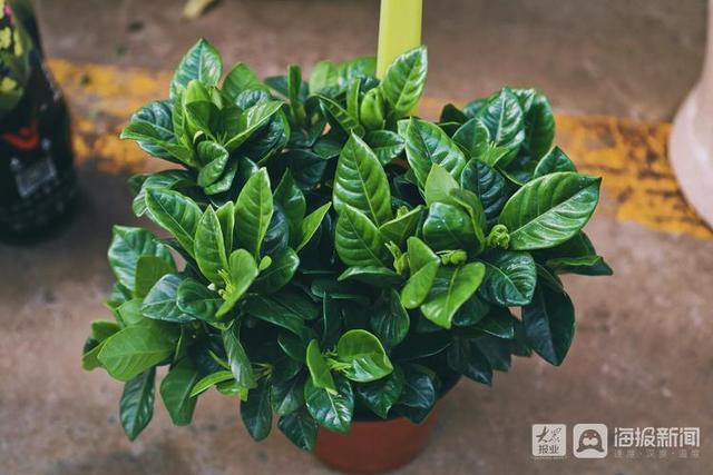 年宵花市场开始备货蝴蝶兰仙客来20-50元盆受市民青睐