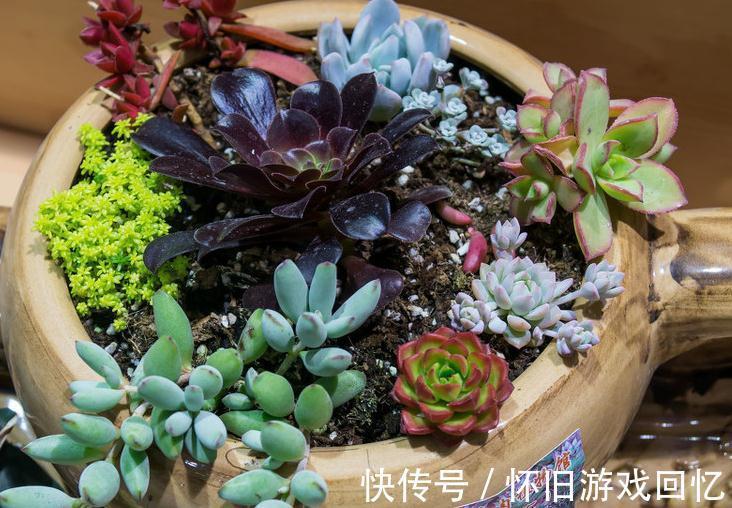 喷壶|多肉植物浇水方式,喷雾,喷水,尖嘴壶,浸盆,你用哪一种