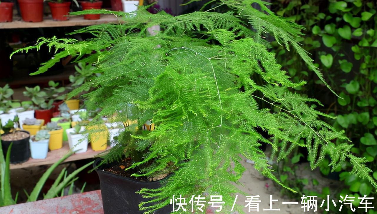 发黄|十二月养文竹,在“三位置”留点水,芽笋“咕噜”冒,养成小老桩