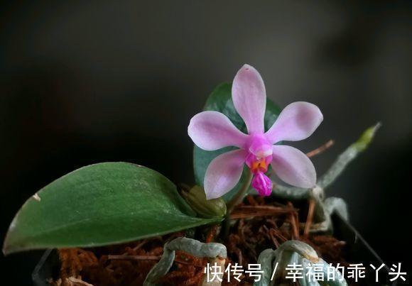 养花试试这几款，花姿美丽动人，开花时间较长