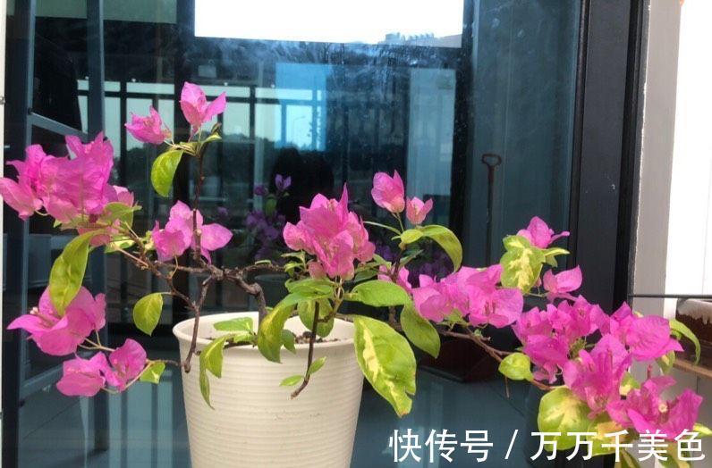阳台养好三角梅，“3样”不能少，枝叶繁茂、朵朵花儿开鲜艳漂亮