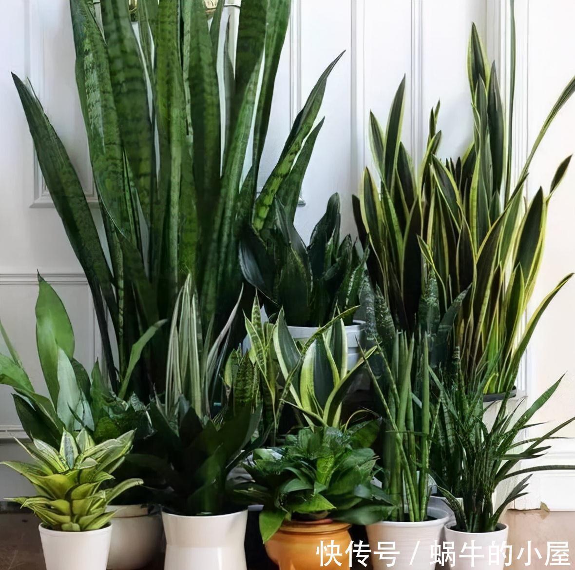 适合10月养的“13种吉祥花”，建议你也养一盆，利健康旺财运