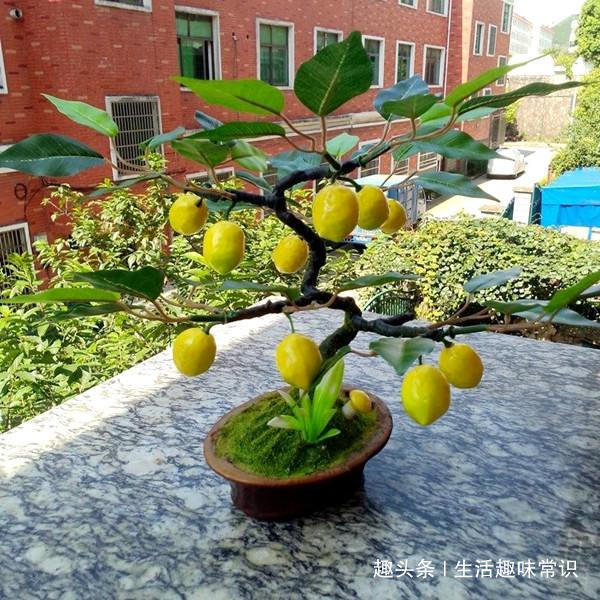 8种水果盆栽比花都美,果实多好打理,够一家人吃一年了!