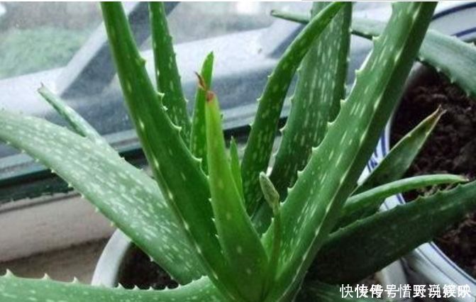 4种花，堪称“花草之王”，特别耐旱，1个月不浇水，开出漂亮花朵