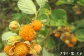 路边见到此“金果”,顺手摘回家,对健康有好处,来了解下
