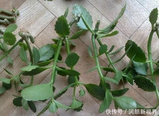 阳台|叶片肥嘟嘟，开花大又艳，自己扦插长寿花，不花钱长得满阳台都是