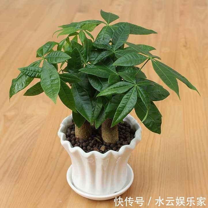 冬天发财树养护,掌握好这“3个”技巧,叶常青不发黄!