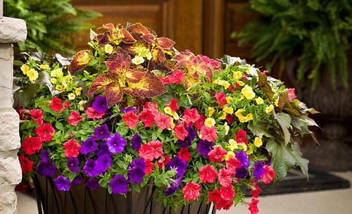 马上五一，建议家里有条件的，种上这三种花，一年四季爆不停！