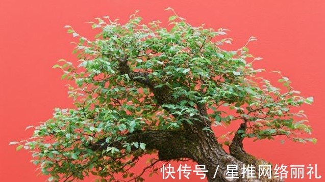 花草|想在客厅养花?这几个“规矩”可一定要懂,否则容易出差错