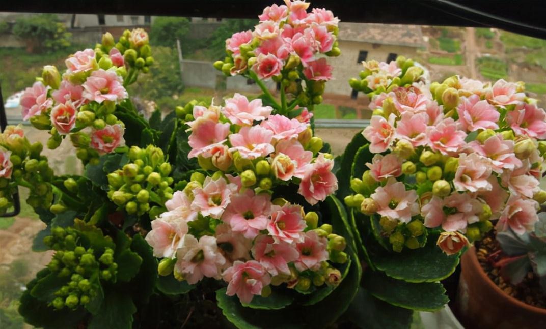 五种“旺宅花”,适合养客厅,一种比一种好养,一个比一个好看