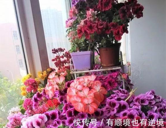 秋养君子兰、蟹爪兰、大花蕙兰，天凉后做好这些，嗖嗖地开花