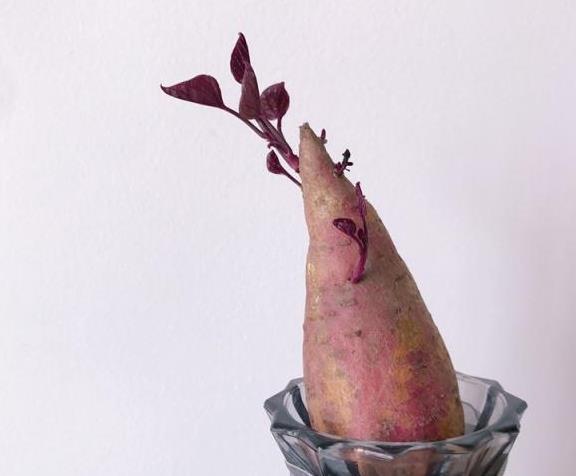 红薯水培教程来了,能看又能吃,惊喜源于生活