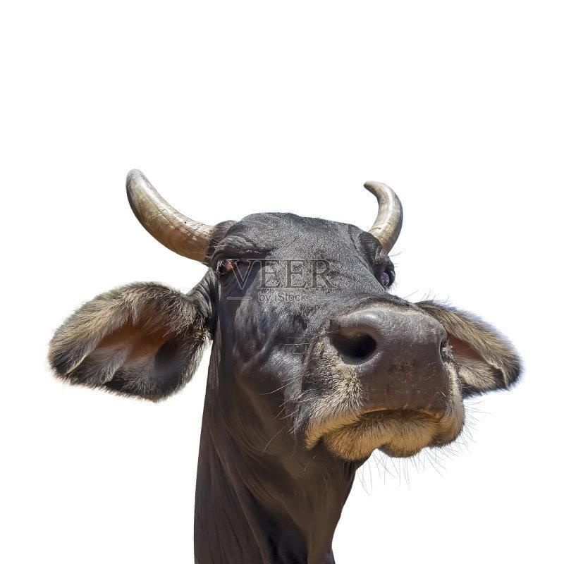  简单|牛年主题创意线描课程：会画小牛就可以，简单又好玩！连老师都忍不住偷学了