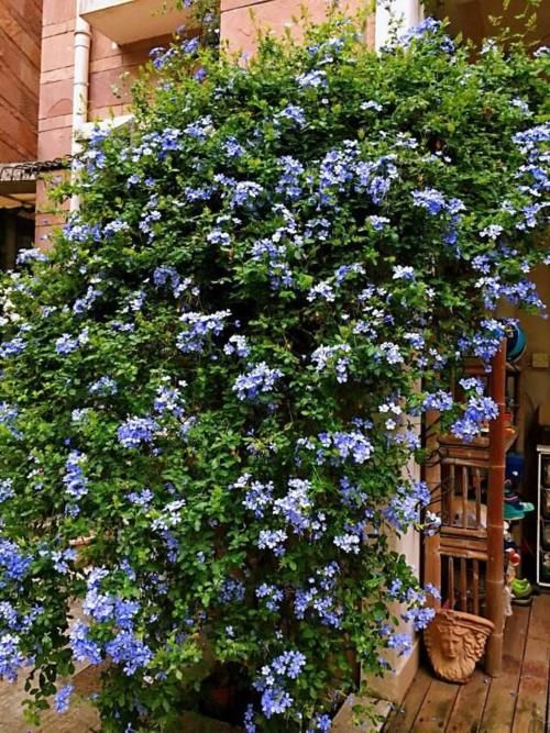 有院子别犹豫,现在开始规划养花,4、5月就能花开满园