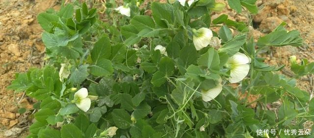 清妍豌豆开白花,用心赏悦美如画