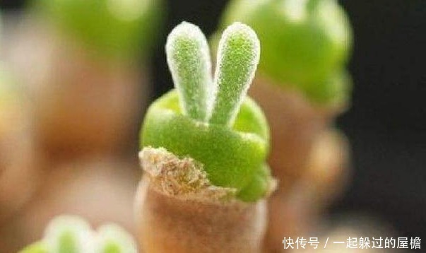 多肉植物|此花就像熊猫的爪子,花语是珍贵,保佑主人一帆风顺!