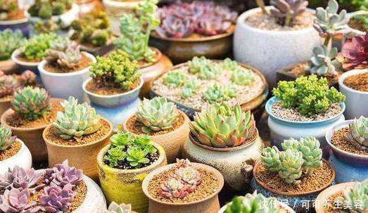 养多肉要挑“惹眼”的,养花人喜欢这“3种”,高端精致还好养活!