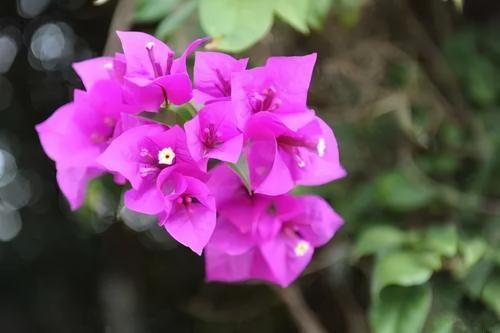 三角梅越冬困难，掌握几个小技巧，就能安全越冬，减少冻伤