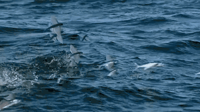 飞鱼！《山海经》记载内容，是异世界的秘密？专家称：极有可能真的存在