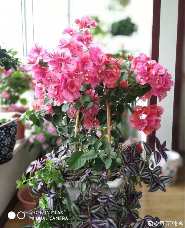 扦插|三角梅的养护大全摘光叶子，少浇水，使劲晒，开花爆满盆