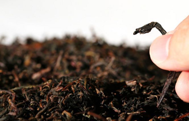 蒲公英|自己“晒干”的蒲公英,能当茶泡水喝吗有什么“禁忌”吗