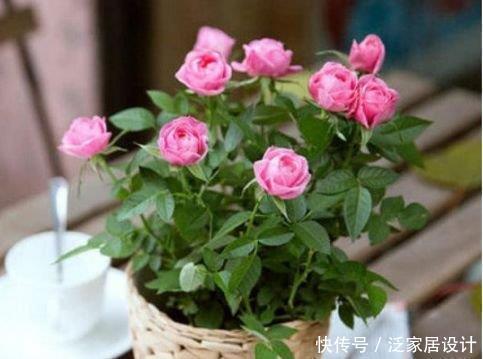 长寿花|5种花赶快养起来,一年四季成“花海”,大家都抢着买