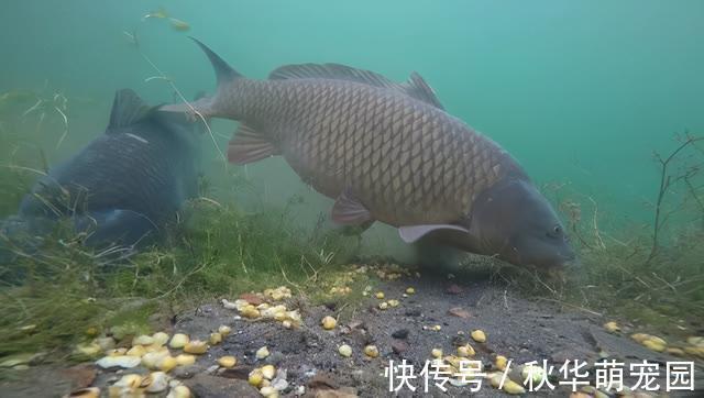 鲤鱼口滑不开口,试试这几招,只要有鲤鱼,不怕不开口