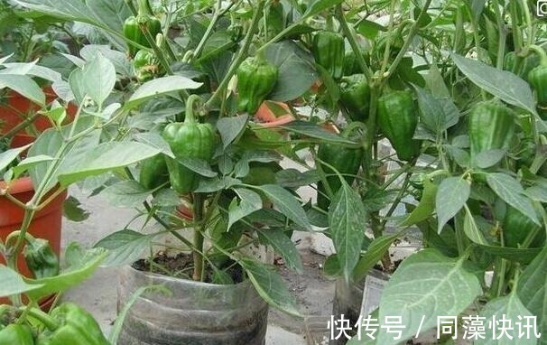 养花不成“改种菜”,红辣椒种在“编织袋”里,一次能摘30斤