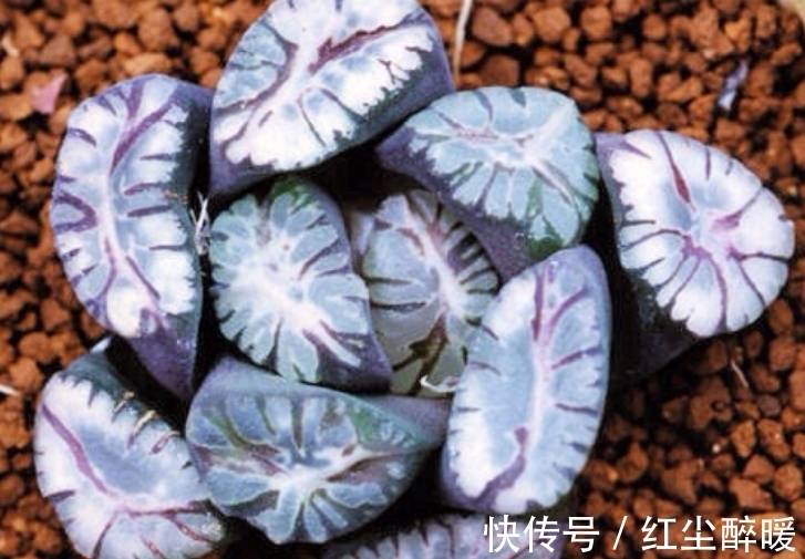 市场价格|这些老贵老贵的多肉,你认识吗,你家有吗