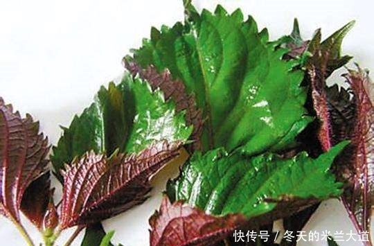 紫苏炒田螺|农村路边的野草，居然是解毒止吐良药