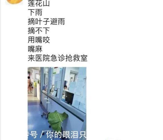 惹不起的花，叶子直径3米大，一片叶子盖住3个人