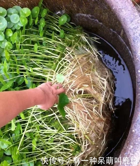 邻居捡破烂养花，全家都反对，栽上花后都笑了！