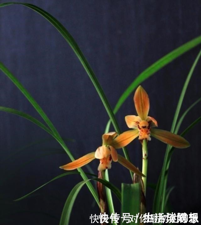 养兰新手必知,要便兰花多发苗、发壮苗,“这个动作”不可不做!