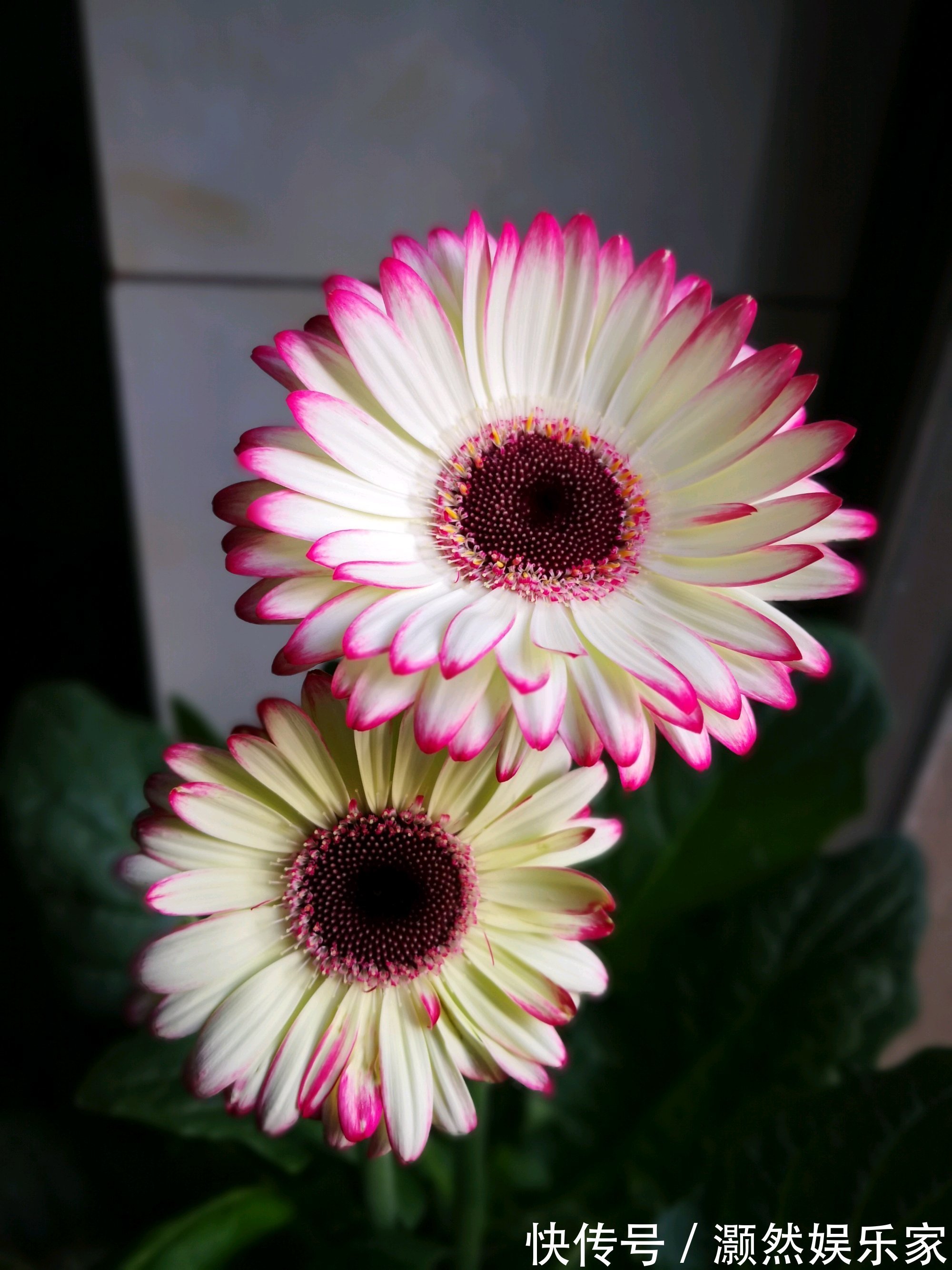 此花是世界四大切花之一,与月季花齐名,周年开花,还可盆栽观赏