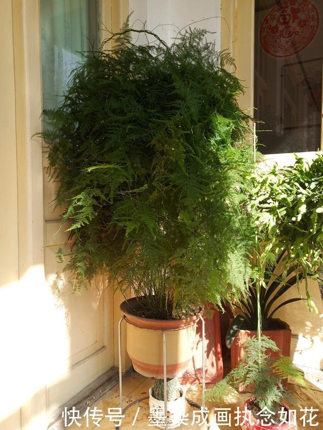 翠绿|吴大姐养文竹,30天浇点水溶液,嗖嗖冒笋芽,翠绿旺盛