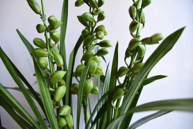 怎样预防大花蕙兰掉花苞、快速开花这些技巧要学会