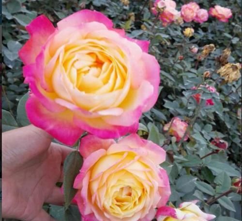  分享|分享10种大花月季，每一款开花鲜艳，香味清新，美翻了