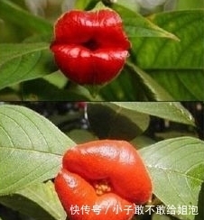 兰花|这些花平常都很难见到呢,关键是很可爱!